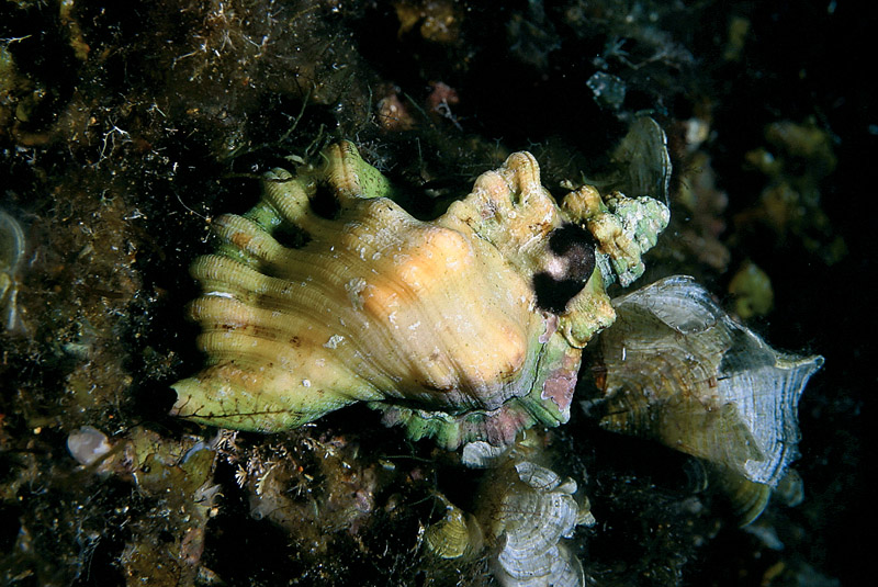 Cabestana cutacea